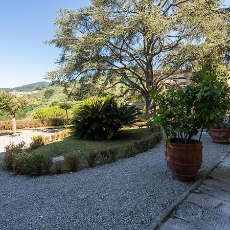 Leone By Mmega * 科洛迪